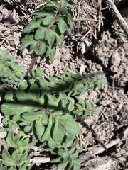Hydrophyllum occidentale