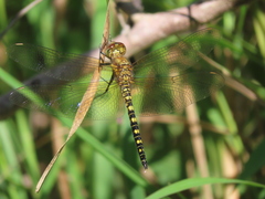 Hydrobasileus brevistylus