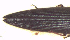 Parablax quinquesulcatus