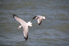 Chroicocephalus ridibundus