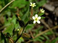 Polycarena silenoides