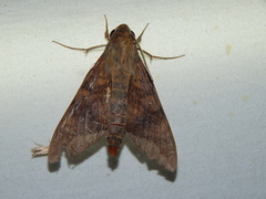 Nephele comma