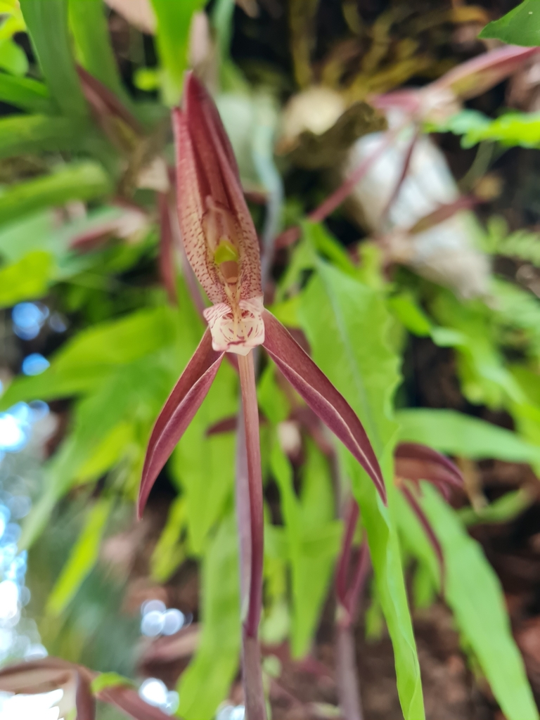 Catasetum bicolor