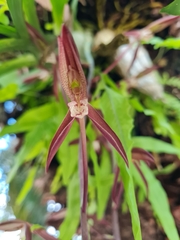 Catasetum bicolor image