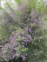 Prostanthera