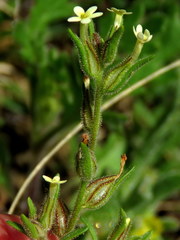 Polycarena silenoides