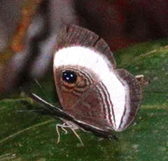 Semomesia croesus