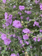 Prostanthera