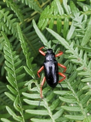 Scotaeus