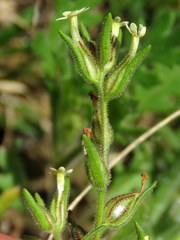 Polycarena silenoides