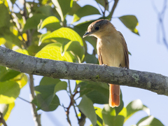 Pachyramphus castaneus