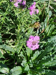 Glandularia canadensis