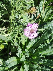 Glandularia canadensis