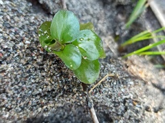 Lysimachia nummularia