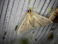 Omiodes noctescens