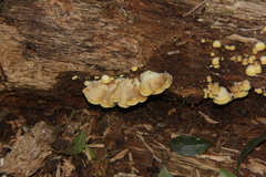 Antrodiella