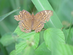 Junonia chorimene
