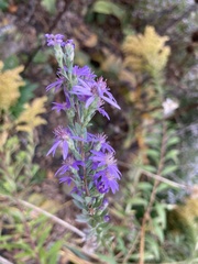 Symphyotrichum concolor