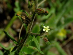 Polycarena silenoides