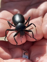 Eleodes grandicollis