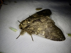 Peridea gigantea