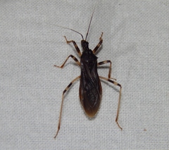 Reduvius tarsatus