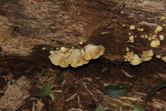 Antrodiella