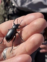 Eleodes grandicollis
