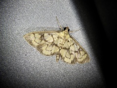 Goniorhynchus exemplaris