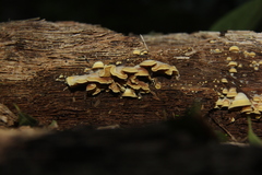 Antrodiella