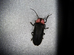 Nipponoluciola cruciata