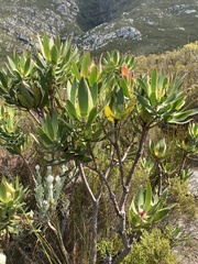 Leucadendron laureolum