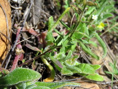 Polycarena silenoides