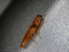 Dolerosomus gracilis