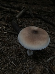 Lepiota rubrotinctoides