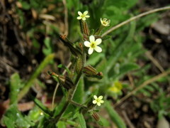 Polycarena silenoides