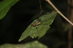 Engonia