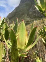 Leucadendron laureolum