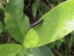 Rhinotia