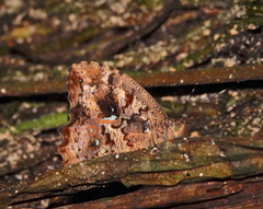 Amphidecta calliomma