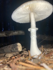 Lepiota rubrotinctoides