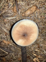 Lepiota rubrotinctoides