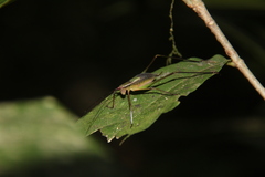 Engonia