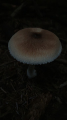 Lepiota rubrotinctoides