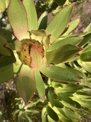 Leucadendron laureolum