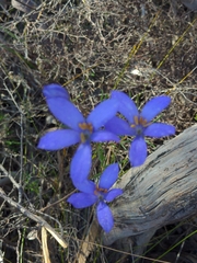 Cheiranthera alternifolia