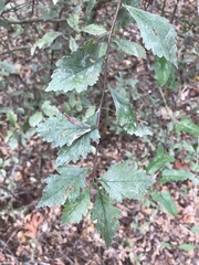 Crataegus marshallii