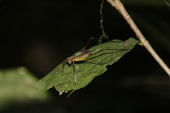 Engonia
