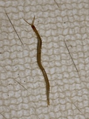 Geophilus flavus