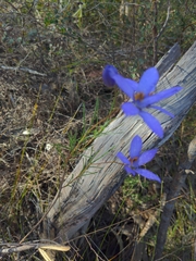 Cheiranthera alternifolia